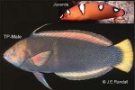 Enlarged Image of 'Coris gaimard'